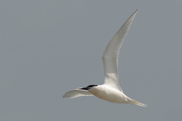 Sterne caugek / Sandwich Tern